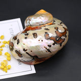 70x85mm Hermit Crab Shell Crafts Ornament