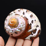 70x85mm Hermit Crab Shell Crafts Ornament