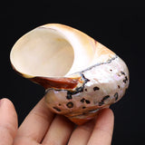 70x85mm Hermit Crab Shell Crafts Ornament