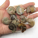 APDGG Natural 22-27-31mm Conch Fossil Loose Beads 14.5'' Strands
