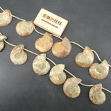 APDGG Natural 22-27-31mm Conch Fossil Loose Beads 14.5'' Strands