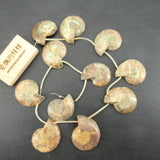 APDGG Natural 22-27-31mm Conch Fossil Loose Beads 14.5'' Strands