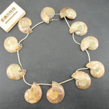 APDGG Natural 22-27-31mm Conch Fossil Loose Beads 14.5'' Strands