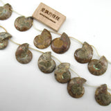 APDGG Natural 22-27-31mm Conch Fossil Loose Beads 14.5'' Strands