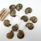 APDGG Natural 22-27-31mm Conch Fossil Loose Beads 14.5'' Strands