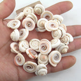 APDGG Conch Shell Beads 15.5'' for Jewelry Making DIY