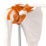 Anatomical Knee Joint Model, Human 1:1 Life Size