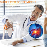 Anatomical Knee Joint Model, Human 1:1 Life Size