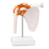 Anatomical Knee Joint Model, Human 1:1 Life Size