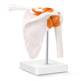 Anatomical Knee Joint Model, Human 1:1 Life Size