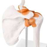Anatomical Knee Joint Model, Human 1:1 Life Size