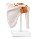 Anatomical Knee Joint Model, Human 1:1 Life Size