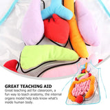 Human Anatomy Apron for Kids - Educational Preschool Teaching Toy
