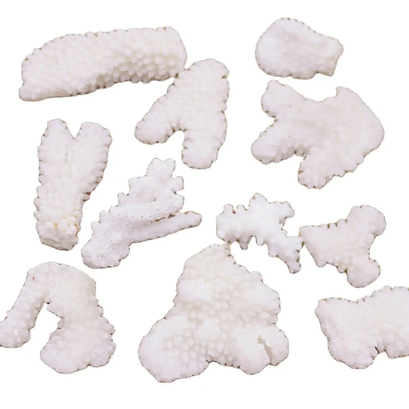100g Natural Baroque Coral Loose Display 26mm-65mm