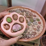Cat Claw Succulent Pot Silicone Mould DIY Clay Aroma Gypsum Mold