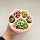Cat Claw Succulent Pot Silicone Mould DIY Clay Aroma Gypsum Mold