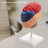 Cerebral Anatomical Model 1:1 Brainstem Teaching Lab Supplies