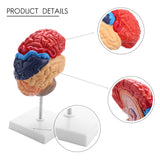 Cerebral Anatomical Model 1:1 Brainstem Teaching Lab Supplies