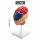 Cerebral Anatomical Model 1:1 Brainstem Teaching Lab Supplies