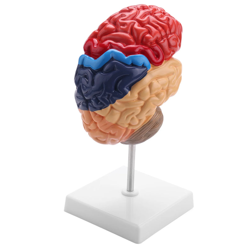 Cerebral Anatomical Model 1:1 Brainstem Teaching Lab Supplies