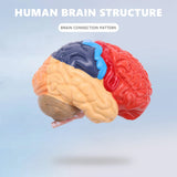 Cerebral Anatomical Model 1:1 Brainstem Teaching Lab Supplies