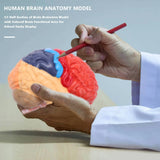 Cerebral Anatomical Model 1:1 Brainstem Teaching Lab Supplies