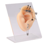 Colorful Silicone Ear Nose Model with Clear Board