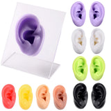 Colorful Silicone Ear Nose Model with Clear Board