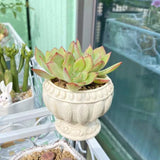 Epoxy Resin Mold Roman Column Flower Pot Silicone Mould