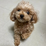 Pet Character Photo Necklace Keychain Titanium Steel Jewelry