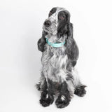 Pet Character Photo Necklace Keychain Titanium Steel Jewelry