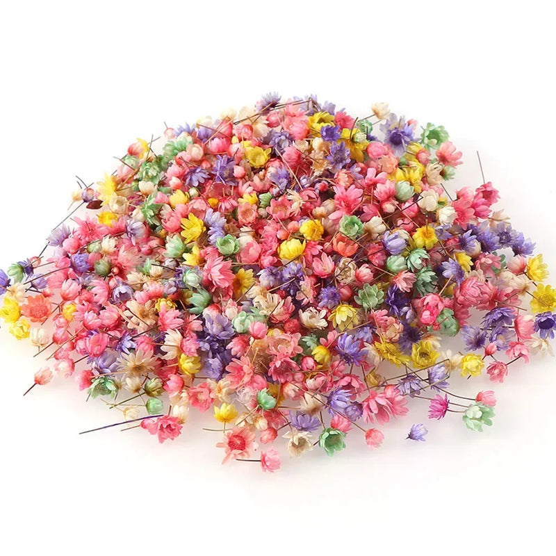 Dried Flowers Brazil Little Star Flower DIY Craft Epoxy Resin Candle Nail Art