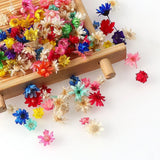 Dried Flowers Brazil Little Star Flower DIY Craft Epoxy Resin Candle Nail Art