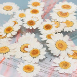 Dried Pressed Flower Leaves for Resin AR22 Dropship