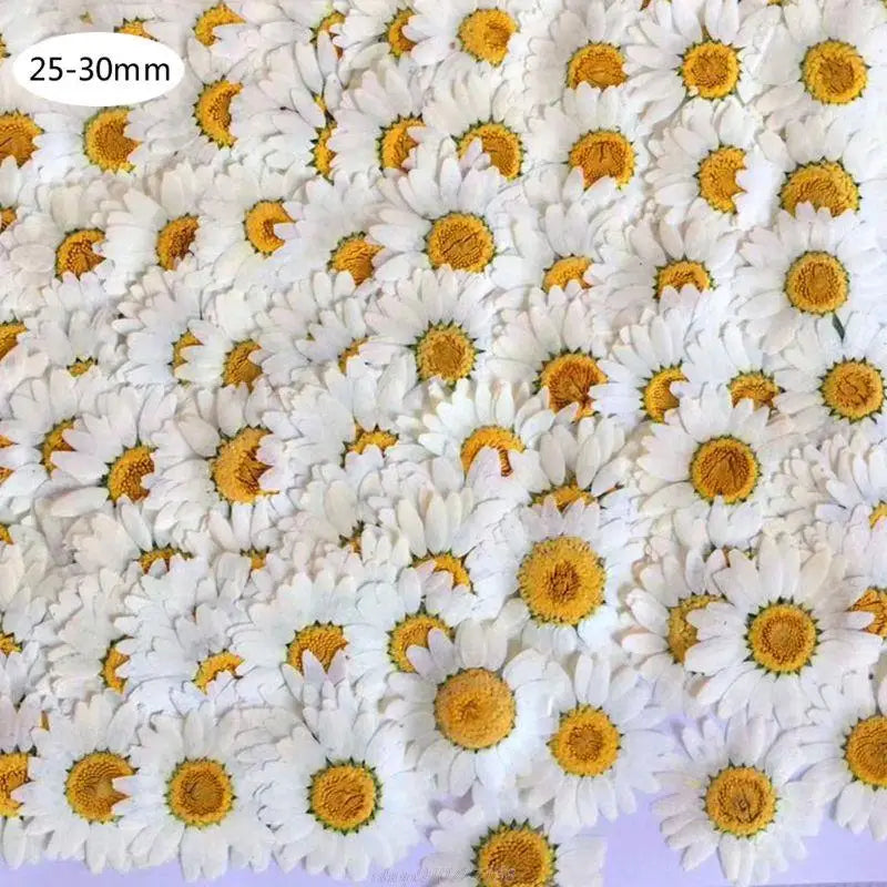 Dried Pressed Flower Leaves for Resin AR22 Dropship