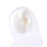 Silicone Ear Model for Teaching & Display