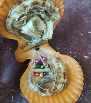 10 Akoya Mini Monsters 3-4MM Pearls in Shells, Multiple Oysters FP478