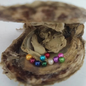 10 Akoya Mini Monsters 3-4MM Pearls in Shells, Multiple Oysters FP478