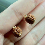 Brown Rudraksha Bead Earrings Natural Hook Jewelry Wedding