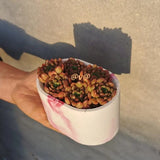 Silicone Flower Pot Mold DIY Concrete Succulent Vase