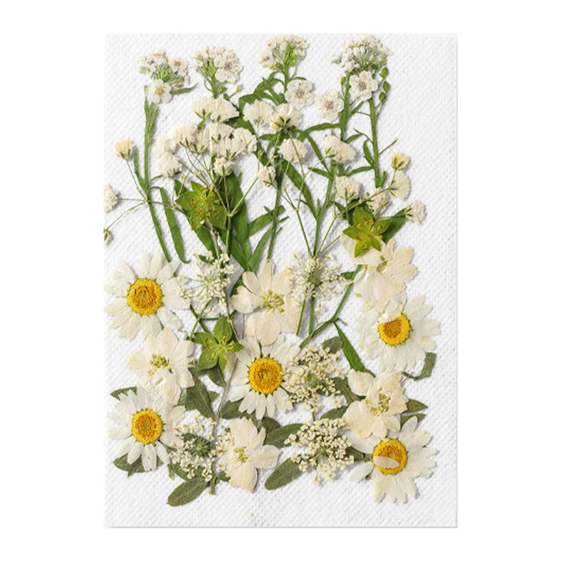 DIY Dried Flower Resin Fillings Real Flower for Home Decoration Nail Art