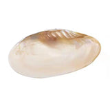 Freshwater Pearl Oyster Shell Natural Sea Shells for Pearl Party Show