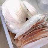 Freshwater Pearl Oyster Shell Natural Sea Shells for Pearl Party Show