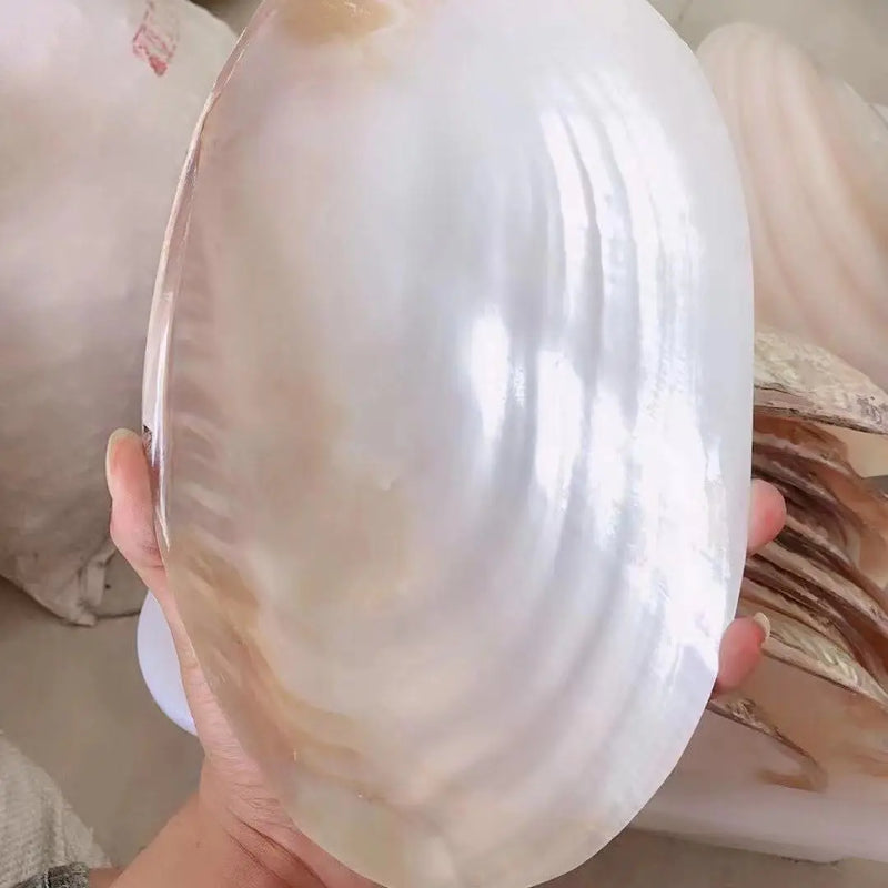 Freshwater Pearl Oyster Shell Natural Sea Shells for Pearl Party Show
