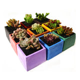 Square Round Resin Plant Mold for DIY Art Crafts