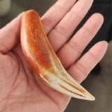 Hand-carve National Style Animal Tooth Necklace Pendant Jewelry MenWomen Luck