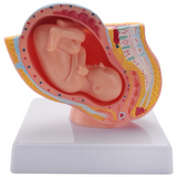 9th Month Fetal Development Model - Placenta Anatomy