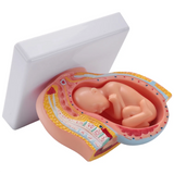 9th Month Fetal Development Model - Placenta Anatomy