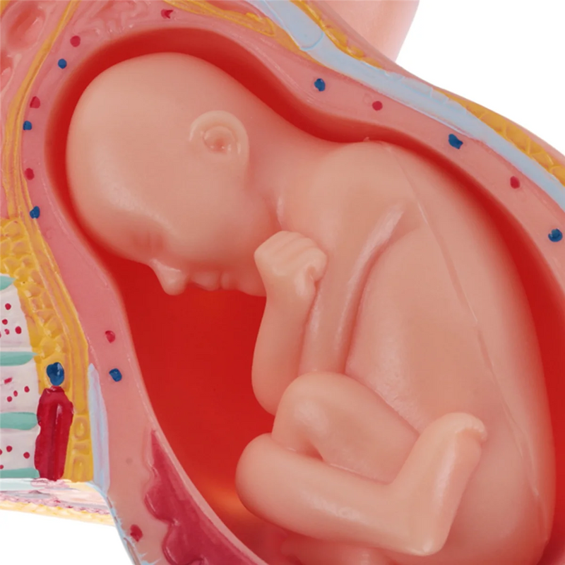 9th Month Fetal Development Model - Placenta Anatomy