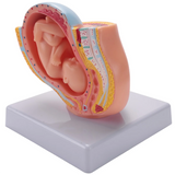 9th Month Fetal Development Model - Placenta Anatomy